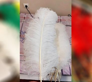 White Shirtar Murgh Wing